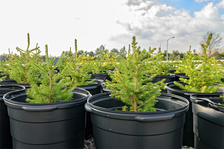 Pine saplings at the GM Hamtramck Plant. Photo by Doug Coombe.