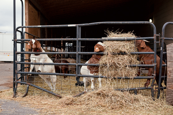 Goats belonging to Pingree Farm, which is owned and operated by Milton Manufacturing