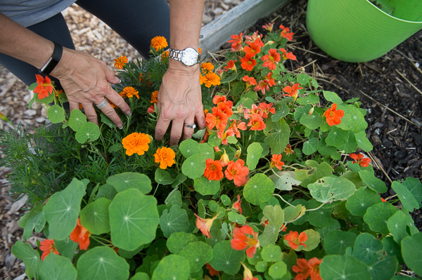 People for Palmer Park president Rochelle Lento tends to marigolds and nasturtiums at the park's community garden