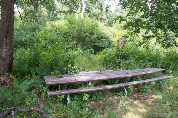 An overgrown picnic table in one of the wooded areas of Palmer Park