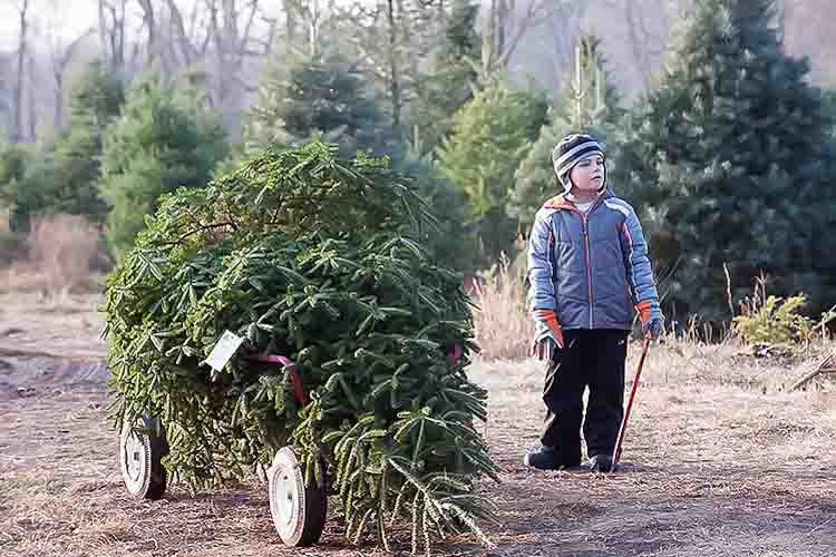 Helping the family pick out the perfect tree. Photo by David Trumpie