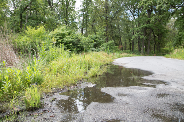 Standing water on Belle Isle